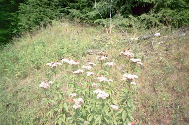 Ein Busch voller Schmetterlinge
