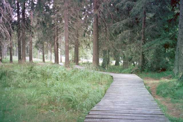 Holzstege im Naturschutzgebiet