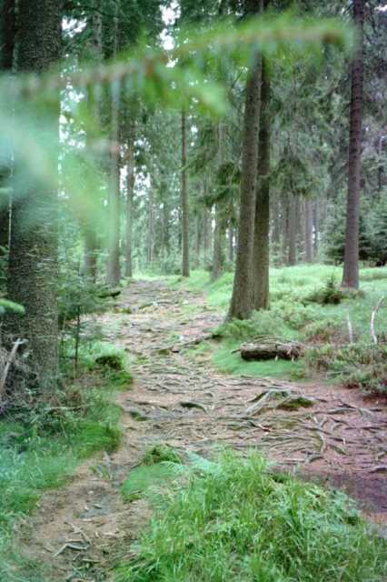 Wurzelwege im Naturschutzgebiet