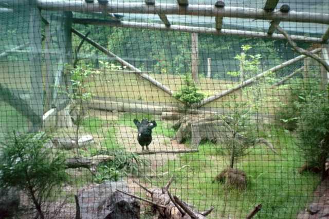 Auerhahngehege bei Lonau